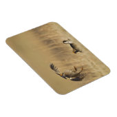 Mannelijke prairiekkippen bij lek in Loup County Magneet (Rechterzijde)