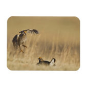 Mannelijke prairiekkippen bij lek in Loup County Magneet (Horizontaal)