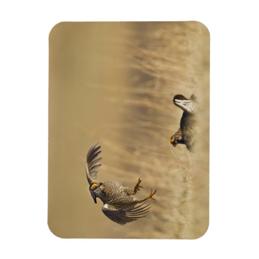 Mannelijke prairiekkippen bij lek in Loup County Magneet (Verticaal)