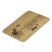 Mannelijke prairiekkippen bij lek in Loup County Magneet (Linkerzijde)