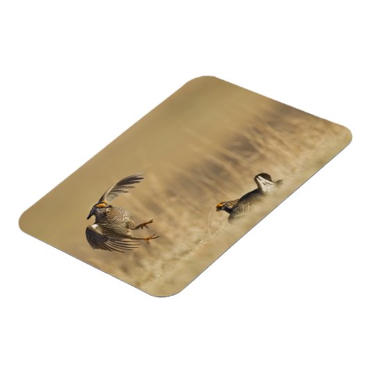 Mannelijke prairiekkippen bij lek in Loup County Magneet (Linkerzijde)