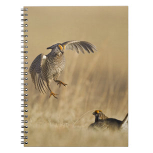 Mannelijke prairiekkippen bij lek in Loup County Notitieboek