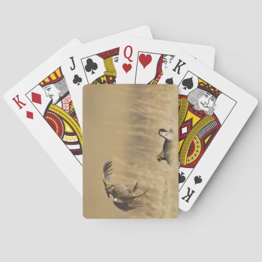 Mannelijke prairiekkippen bij lek in Loup County Speelkaarten (Achterkant)