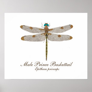 Mannelijke Prins Baskettail Dragonfly Art Poster