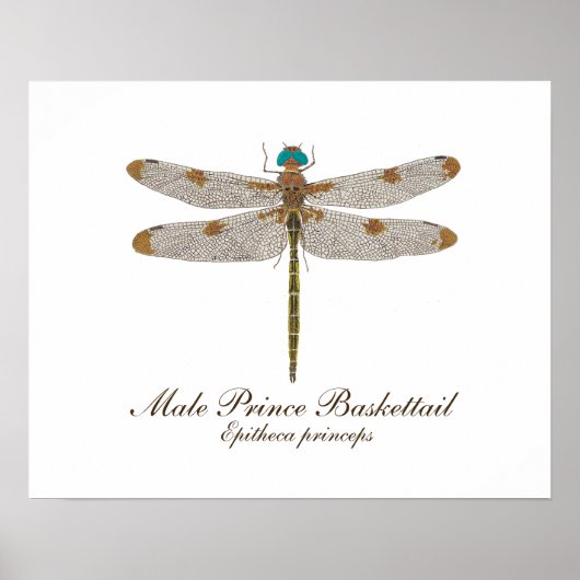 Mannelijke Prins Baskettail Dragonfly Art Poster (Voorkant)