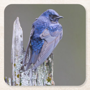 Mannelijke Purple Martin-nest boven Lake Sammamish Kartonnen Onderzetters