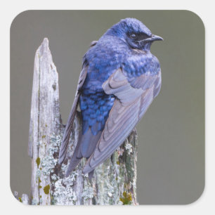 Mannelijke Purple Martin-nest boven Lake Sammamish Vierkante Sticker