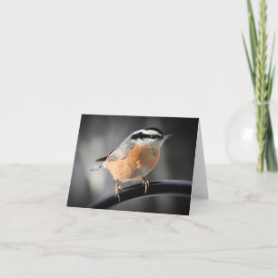 Mannelijke Red-breasted Nuthatch blanco binnen Kaart