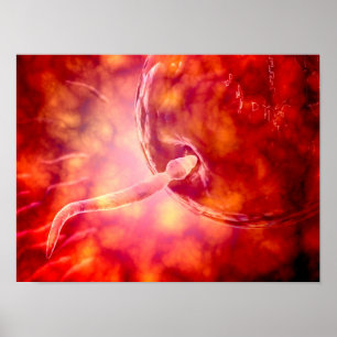 Mannelijke reproductiesperm die de eieren ingaat poster