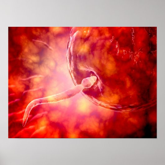 Mannelijke reproductiesperm die de eieren ingaat poster (Voorkant)