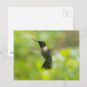 Mannelijke robijn keelkolibrie-briefkaart briefkaart (Voorkant / Achterkant)