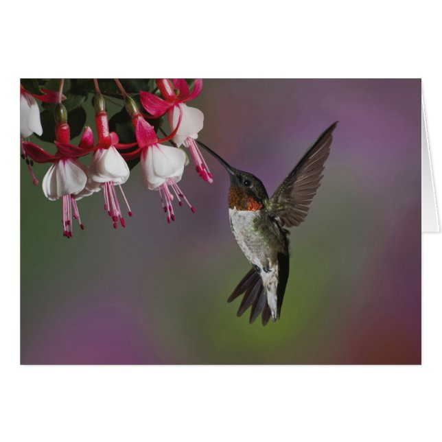 Mannelijke Robijnkeelkolibrie, Archilochus (Voorkant Horizontaal)
