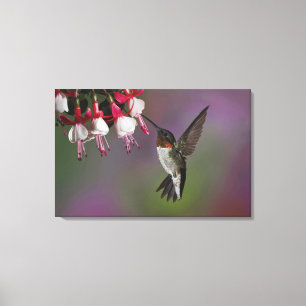 Mannelijke Robijnkeelkolibrie, Archilochus Canvas Afdruk