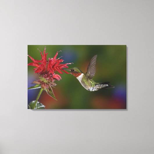 Mannelijke robijnkeelkolibrie canvas afdruk (Voorkant)