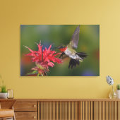 Mannelijke robijnkeelkolibrie canvas afdruk (Insitu (Woonkamer))