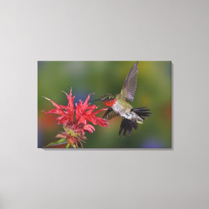 Mannelijke robijnkeelkolibrie canvas afdruk