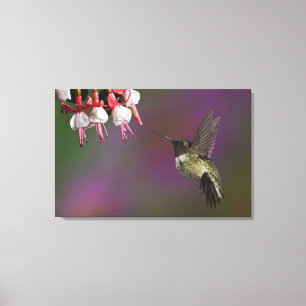 Mannelijke robijnkeelkolibrie canvas afdruk