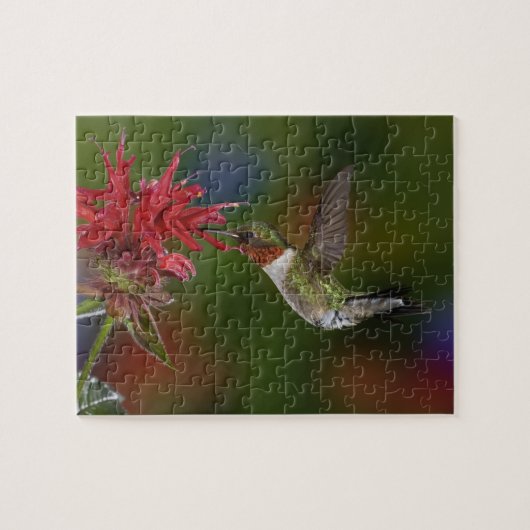 Mannelijke robijnkeelkolibrie legpuzzel (Horizontaal)