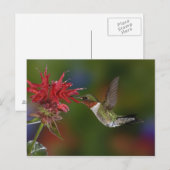 Mannelijke robijnrode kolibrie briefkaart (Voorkant / Achterkant)