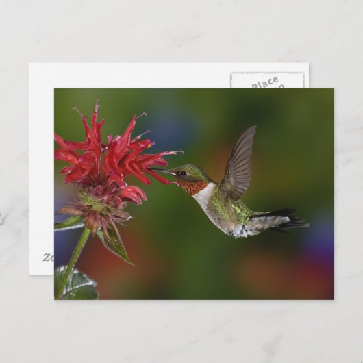 Mannelijke robijnrode kolibrie briefkaart (Voorkant / Achterkant)