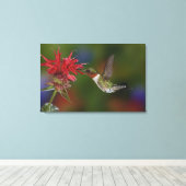 Mannelijke robijnrode kolibrie canvas afdruk (Insitu (Houten vloer))