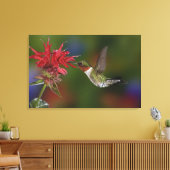 Mannelijke robijnrode kolibrie canvas afdruk (Insitu (Woonkamer))