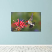 Mannelijke robijnrode kolibrie canvas afdruk (Insitu (Houten vloer))