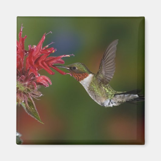 Mannelijke robijnrode kolibrie magneet (Voorkant)