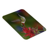 Mannelijke robijnrode kolibrie magneet (Rechterzijde)