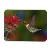 Mannelijke robijnrode kolibrie magneet (Horizontaal)