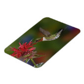 Mannelijke robijnrode kolibrie magneet (Linkerzijde)