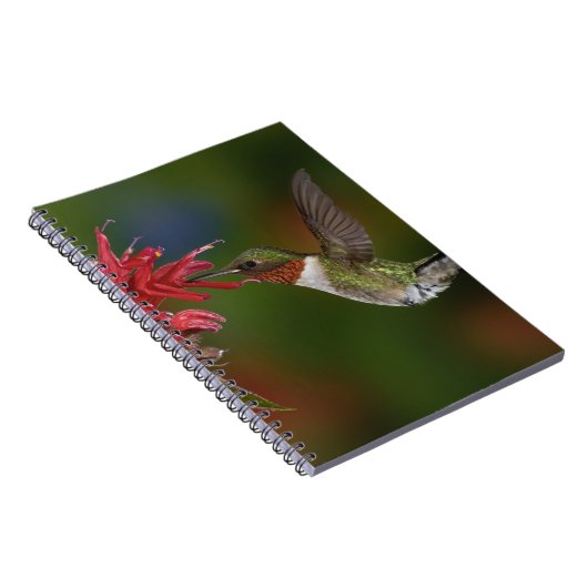 Mannelijke robijnrode kolibrie notitieboek (Rechterzijde)