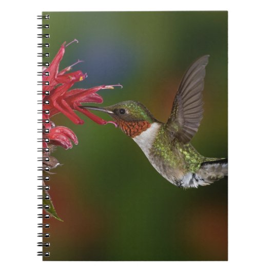Mannelijke robijnrode kolibrie notitieboek (Voorkant)