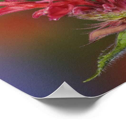 Mannelijke robijnrode kolibrie poster (Hoek)