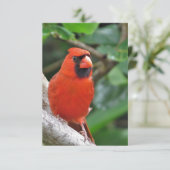 Mannelijke rode kardinaal op Tak Blank Nota Kaart (Staand voorkant)