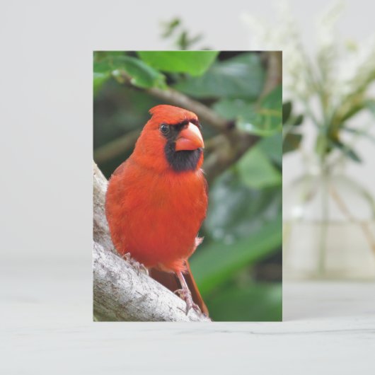 Mannelijke rode kardinaal op Tak Blank Nota Kaart (Staand voorkant)