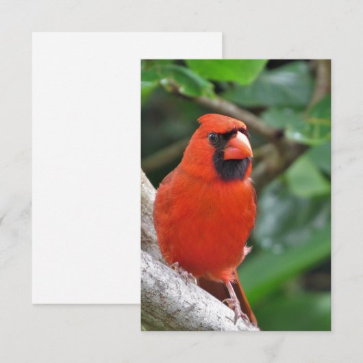 Mannelijke rode kardinaal op Tak Blank Nota Kaart (Voorkant / Achterkant)