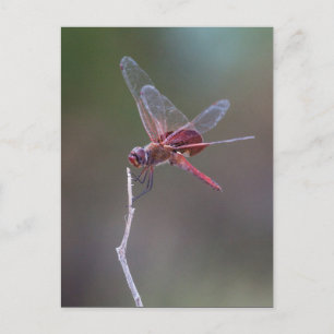 Mannelijke rode zandzakken Dragonfly Briefkaart