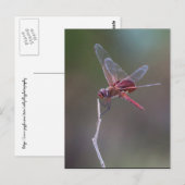 Mannelijke rode zandzakken Dragonfly Briefkaart (Voorkant / Achterkant)