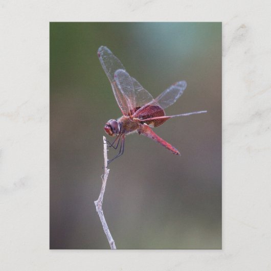 Mannelijke rode zandzakken Dragonfly Briefkaart (Voorkant)