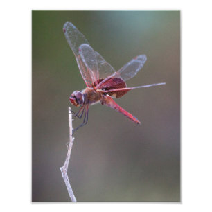 Mannelijke rode zandzakken Dragonfly Foto Afdruk