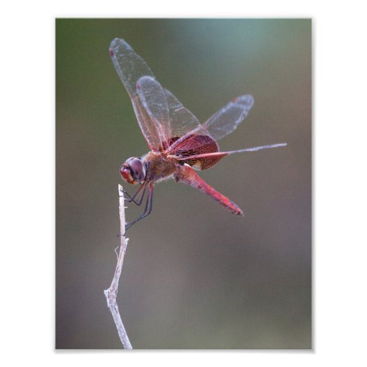 Mannelijke rode zandzakken Dragonfly Foto Afdruk (Voorkant)