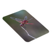 Mannelijke rode zandzakken Dragonfly Magneet (Rechterzijde)