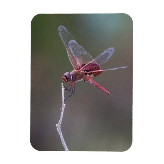 Mannelijke rode zandzakken Dragonfly Magneet (Verticaal)