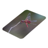 Mannelijke rode zandzakken Dragonfly Magneet (Linkerzijde)