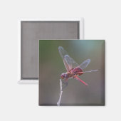 Mannelijke rode zandzakken Dragonfly Magneet (Voorkant / Achterkant)