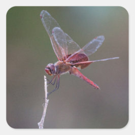 Mannelijke rode zandzakken Dragonfly Vierkante Sticker