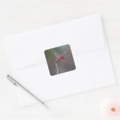 Mannelijke rode zandzakken Dragonfly Vierkante Sticker (Envelop)