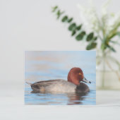 Mannelijke roodkopeend briefkaart (Staand voorkant)