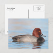 Mannelijke roodkopeend briefkaart (Voorkant / Achterkant)